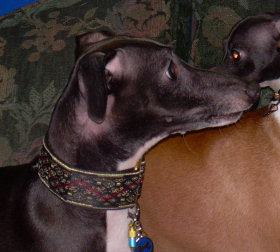 Assisi Sighthound Collar