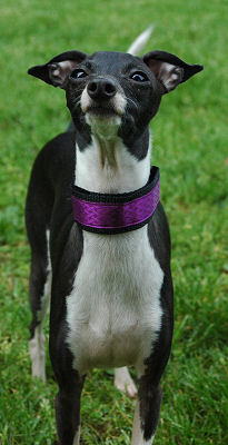 Aubergine Italian Greyhound Collar