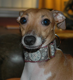 Avalon Italian Greyhound Collar