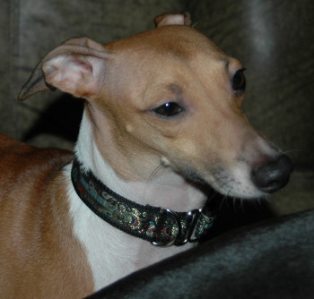 Calisto Tag Collar