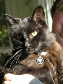 Cat tags