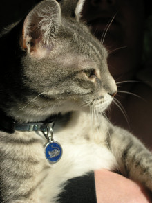 Cat Tags