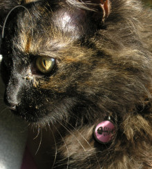 Cat Tags