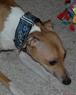 Cerulean Blue Italian Greyhound Collar