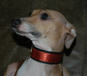Cinnabar Italian Greyhound Collar