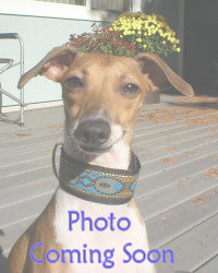Celtic Beasts Blue Italian Greyhound Collar