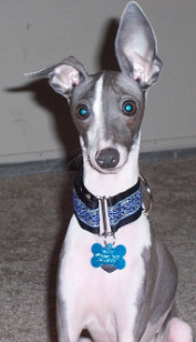 Dizzy - Constantine Blue Collar