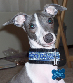 Dizzy in his Constantine Blue Collar