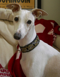 Enzo in his Denari Piluzo Collar