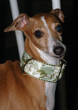 Ismene Italian Greyhound Collar