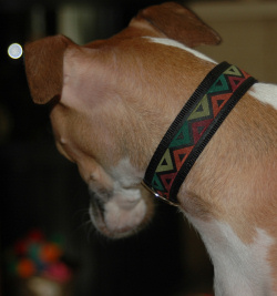 Tag Collar