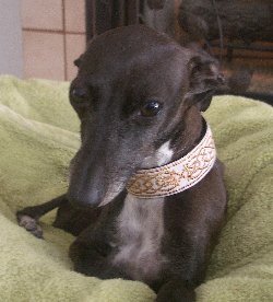 White Saxon Knot Italian Greyhound Collar