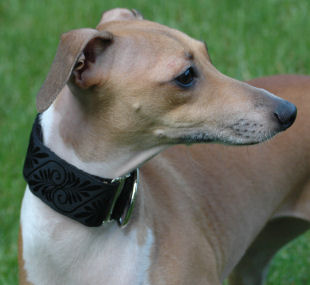 Seracen Italian Greyhound Collar