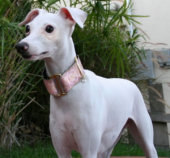 Moxie's Collar