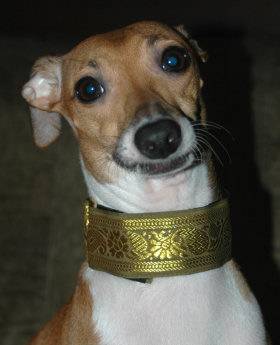 Warwick Italian Greyhound Collar