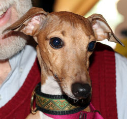 Inti Italian Greyhound Collar