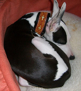 Sophie in Tangiers 1 1/4" lined collar