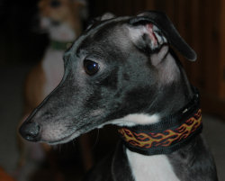 Soeed Demon Wide Sighthound Collar