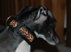 Buckle view