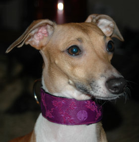 Taiji Italian Greyhound Collar