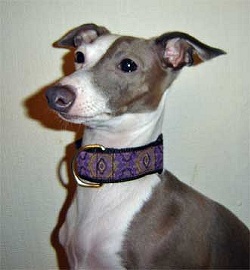 Dauphin Italian Greyhound Collar