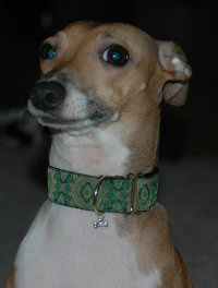 Vizier Tag Collar