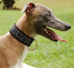 Pesto in his Blue Talvus Piluzo Collar