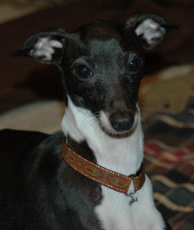 1/2" Pendant Collars