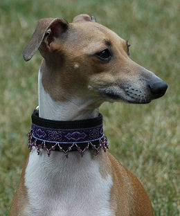 Beaded Dress Collar