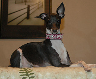 Lined Aubergine Collar