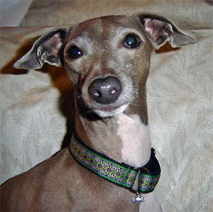 Beaded Simple Martingale Collars