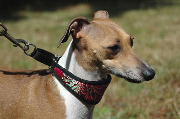 2" Collars