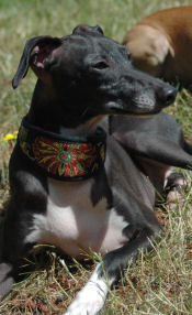 2" Collars