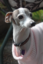 1/2" Wide Collar