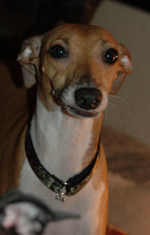 3/4" Pendant Collars