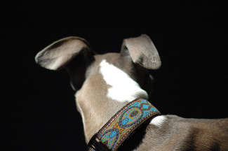 1 1/4" Collar