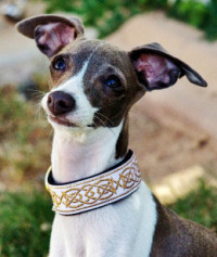 1" Wide Collar