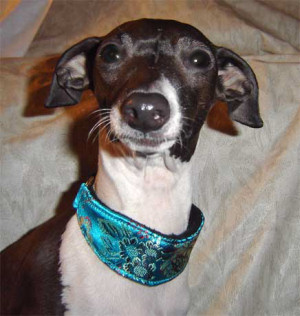 2" Collar