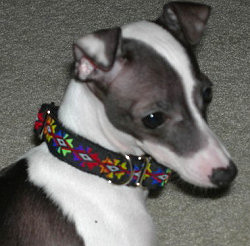 3/4" Collars