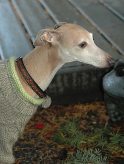 Beaded Simple Martingale Collars