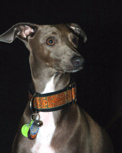 1 1/2" Collars