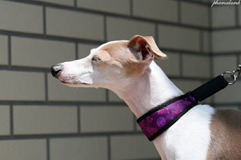 1 1/2" Collars