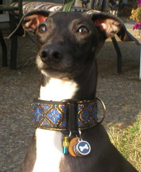 Dog with ID tag